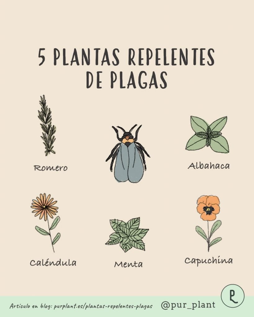 Beneficios de hierbas repelentes 1 beneficios de hierbas repelentes
