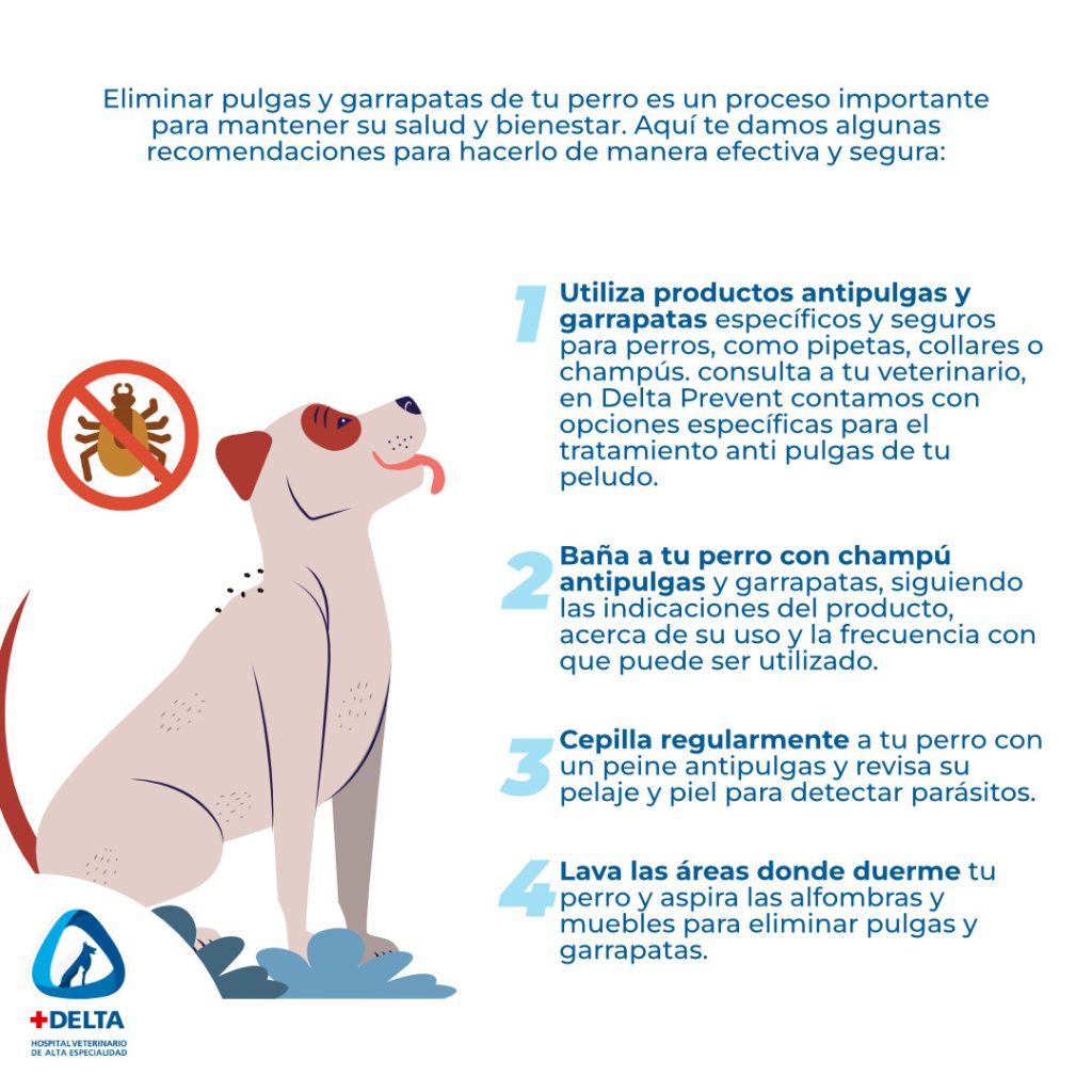 Consejos prácticos contra garrapatas 1 consejos practicos contra garrapatas