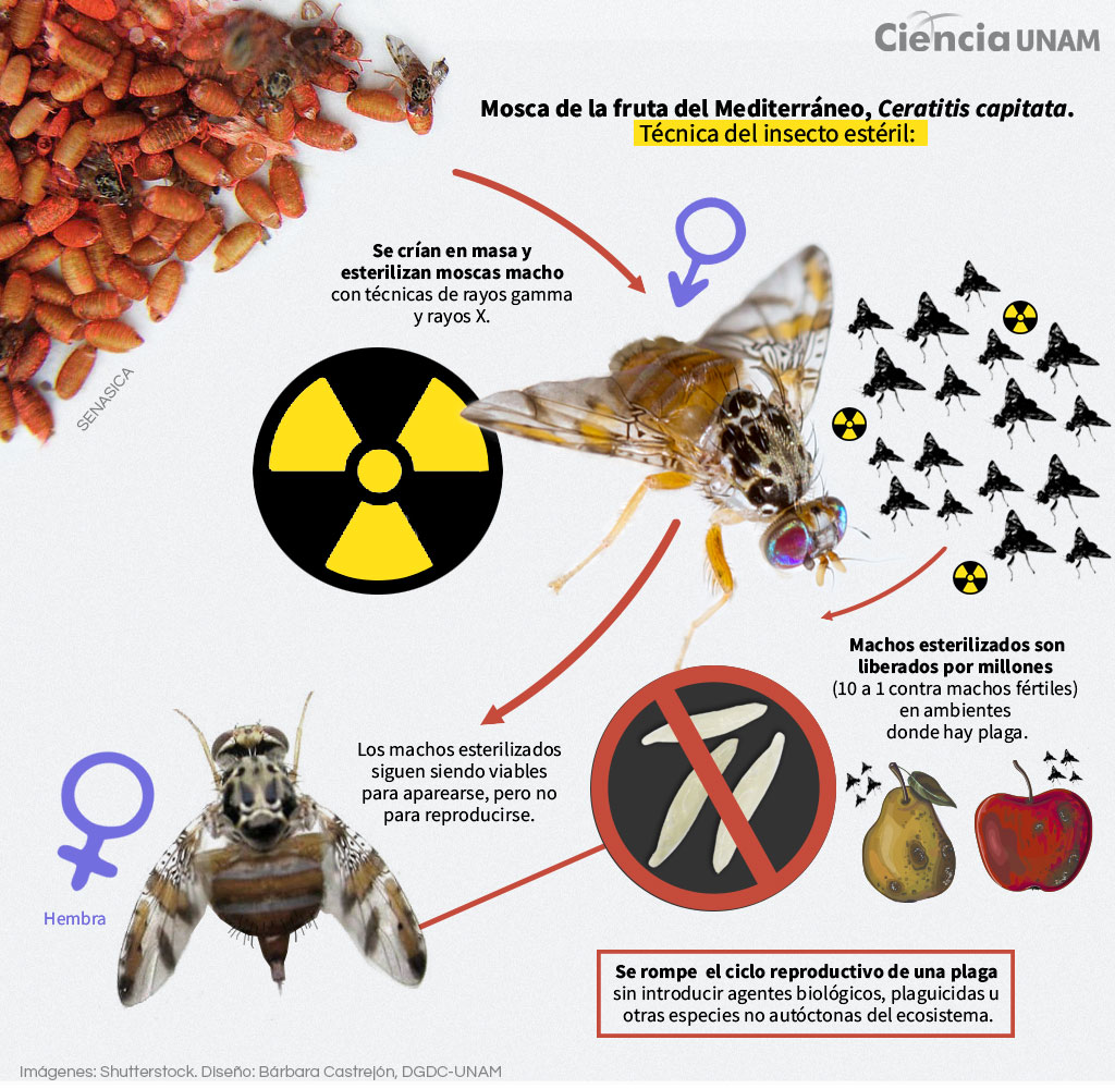 estrategias para plagas de moscas de fruta