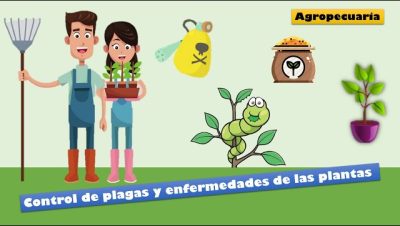 ideas innovadoras para educar sobre enfermedades plaga