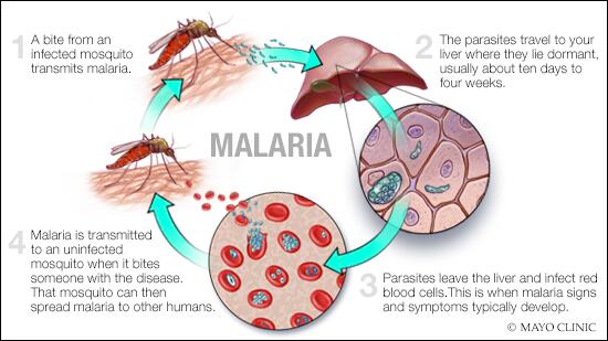 Lo que debes conocer sobre malaria 1 lo que debes conocer sobre malaria